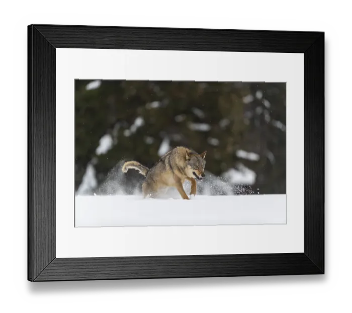 Framed Print : One male eurasian gray wolf (Canis lupus lupus) running thru deep snow with a forest in the background Framed Print : One male eurasian gray wolf (Canis lupus lupus) running thru deep snow with a forest in the background