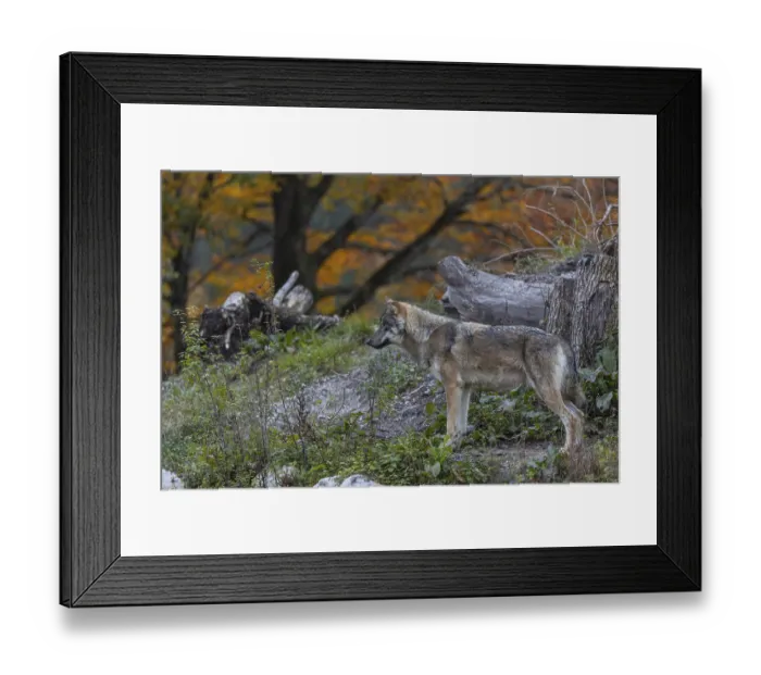 Framed Print : One eurasian gray wolf (Canis lupus lupus)