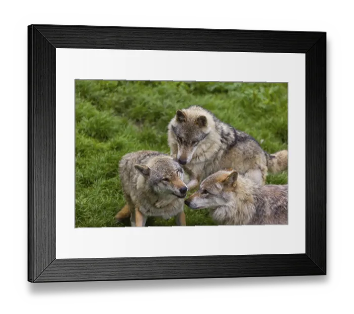 Framed Print : Three adult male eurasian gray wolves (Canis lupus lupus)