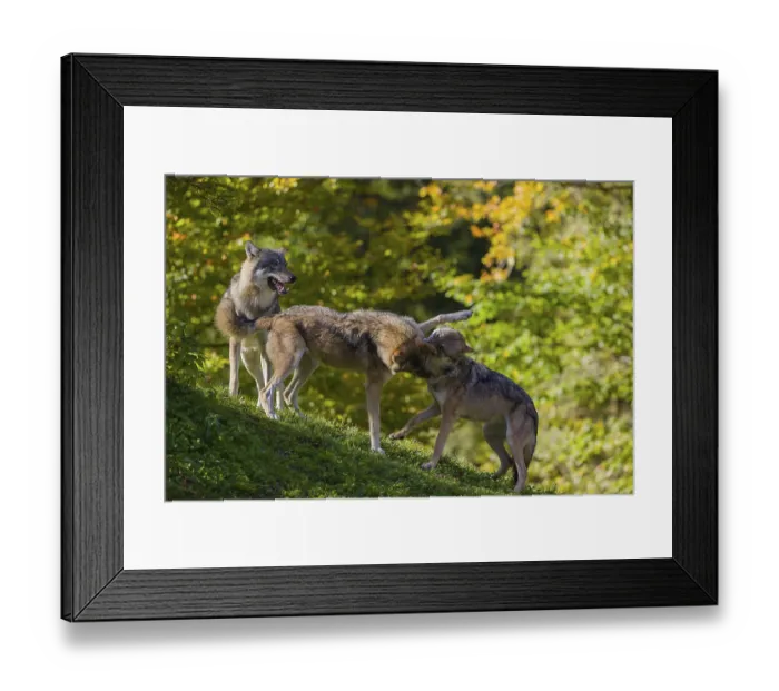 Framed Print : Three eurasian gray wolves (Canis lupus lupus) play on a hill Framed Print : Three eurasian gray wolves (Canis lupus lupus) play on a hill