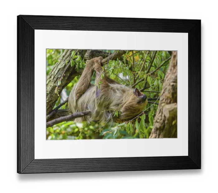 Framed Print : A Linnaeus's two-toed sloth (Choloepus didactylus)