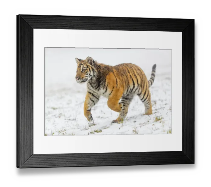 Framed Print : One young Siberian Tiger, Panthera tigris altaica Framed Print : One young Siberian Tiger, Panthera tigris altaica