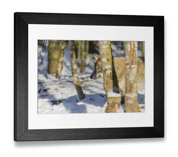 Framed Print : A young grey wolf (Canis lupus lupus) walks across the snowy forest floor on a cold Framed Print : A young grey wolf (Canis lupus lupus) walks across the snowy forest floor on a cold