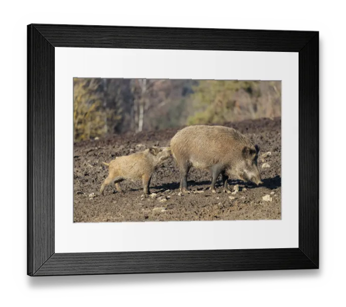 Framed Print : On a sunny day, two wild boars (Sus scrofa) (one adult and one juvenile) are standing in a field Framed Print : On a sunny day, two wild boars (Sus scrofa) (one adult and one juvenile) are standing in a field