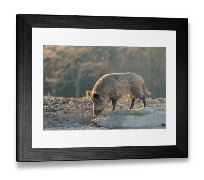Framed Print : A wild boar (Sus scrofa) drinks water from a small frozen pond with broken ice