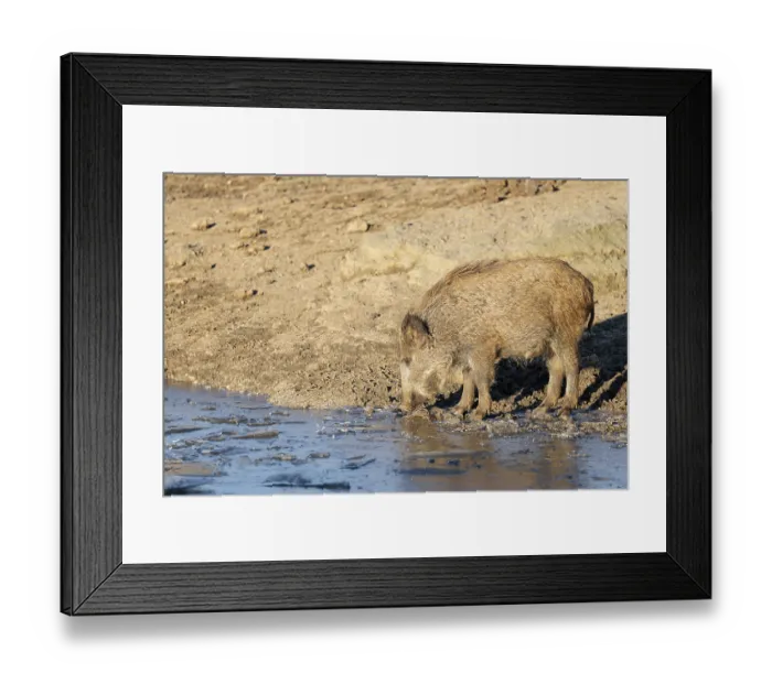Framed Print : A wild boar (Sus scrofa) drinks water from a small frozen pond with broken ice