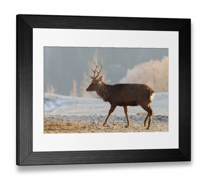 Framed Print : A Japanese sika deer stag (Cervus nippon nippon) walks across a meadow covered in hoarfrost in hilly terrain