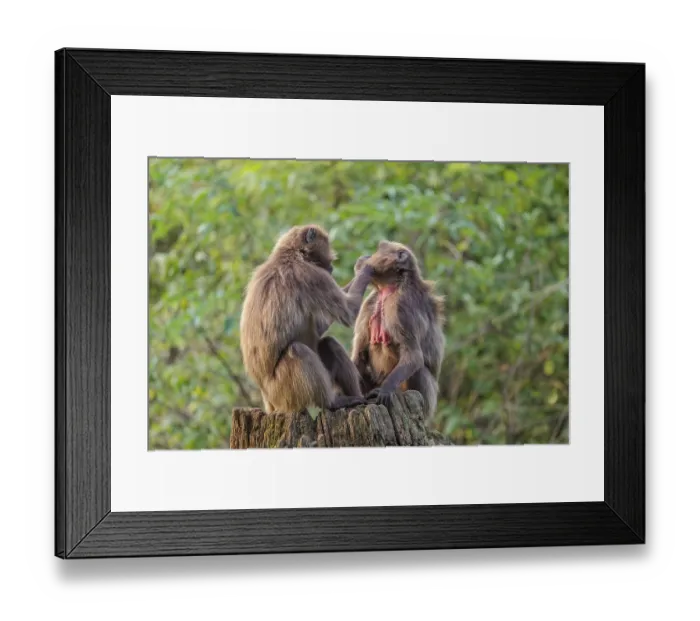 Framed Print : Two female Gelada (Theropithecus gelada)