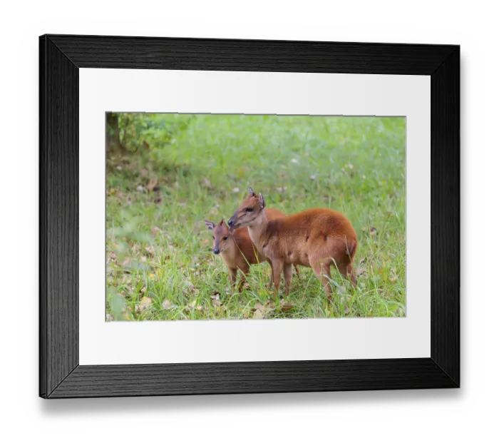 Framed Print : A female red forest duiker Framed Print : A female red forest duiker