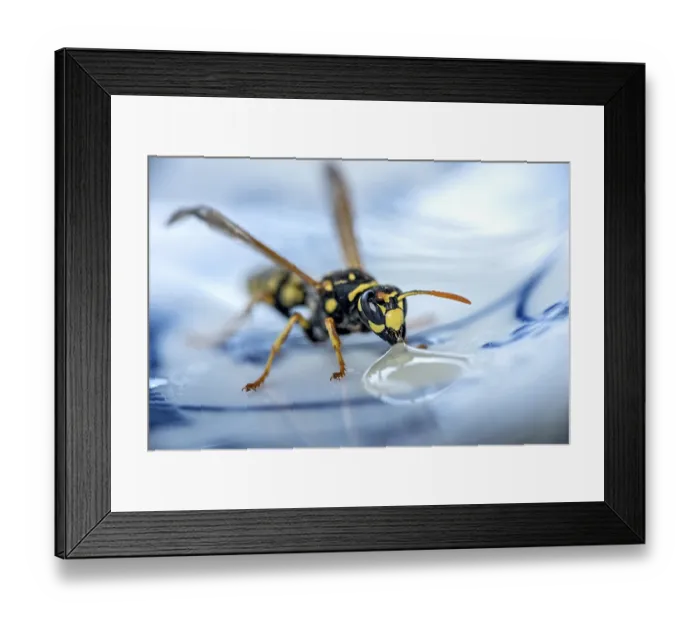 Framed Print : German wasp (Vespula germanica) eats at a drop of honey on a plate Framed Print : German wasp (Vespula germanica) eats at a drop of honey on a plate