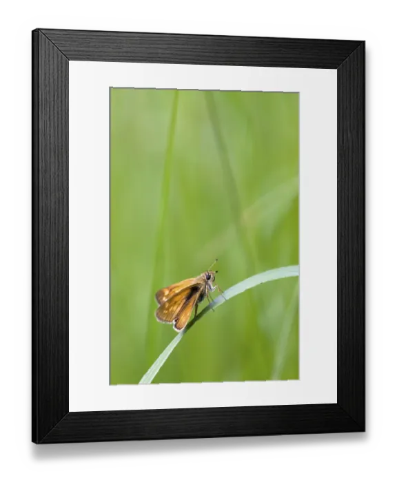 Framed Print : Large Skipper (Ochlodes venata) Framed Print : Large Skipper (Ochlodes venata)