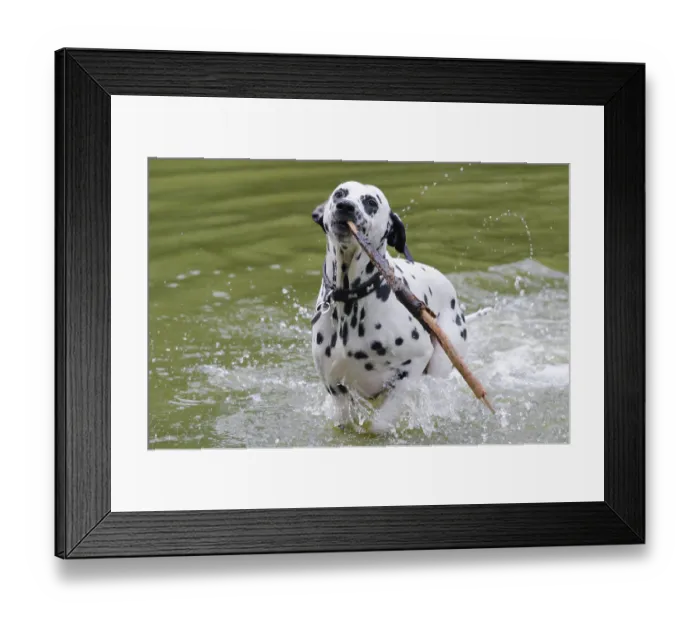 Framed Print : Dalmatian in the water with a stick Framed Print : Dalmatian in the water with a stick