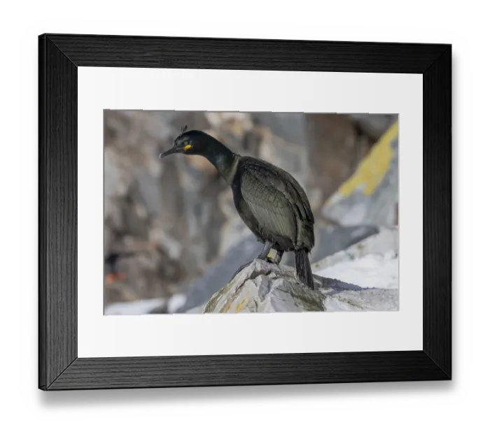 Framed Print : Common shag (Phalacrocorax aristotelis)