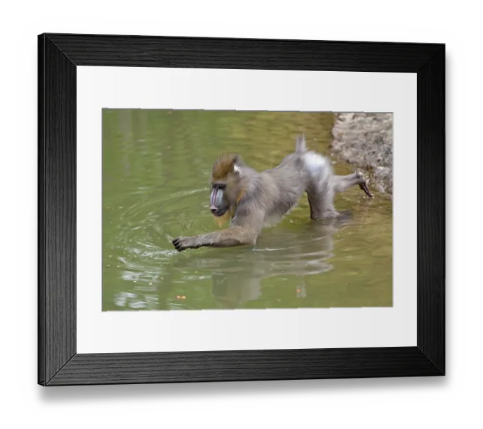 Framed Print : Mandrill (Mandrillus sphinx) in water Framed Print : Mandrill (Mandrillus sphinx) in water