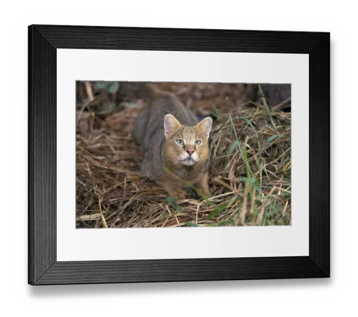 Framed Print : Jungle cat (Felis chaus)