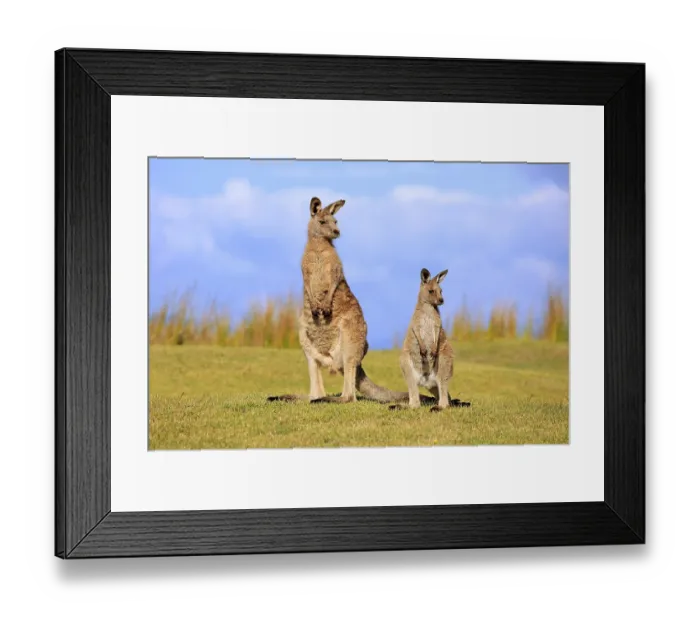 Framed Print : Eastern grey kangaroo (Macropus giganteus) Framed Print : Eastern grey kangaroo (Macropus giganteus)