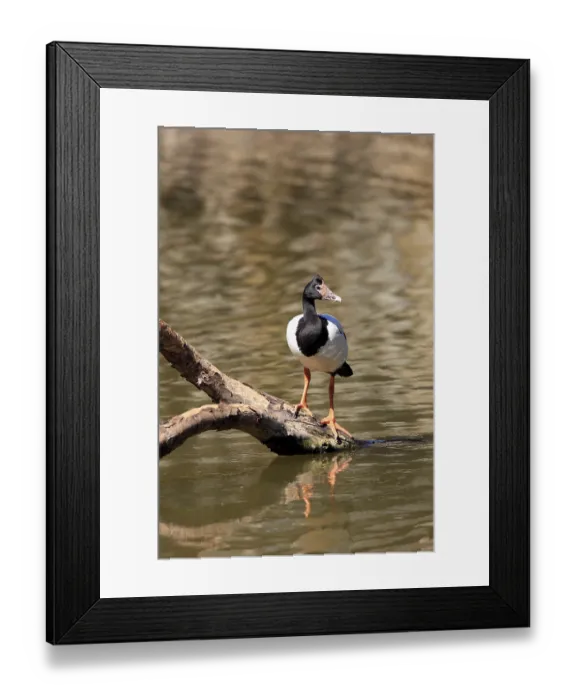 Framed Print : Magpie Goose (Anseranas semipalmata)