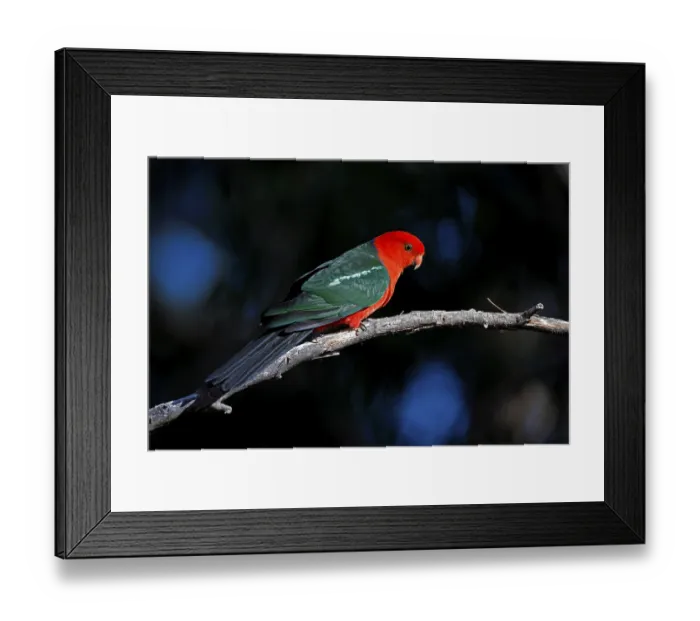 Framed Print : Australian King Parrot (Alisterus scapularis) Framed Print : Australian King Parrot (Alisterus scapularis)
