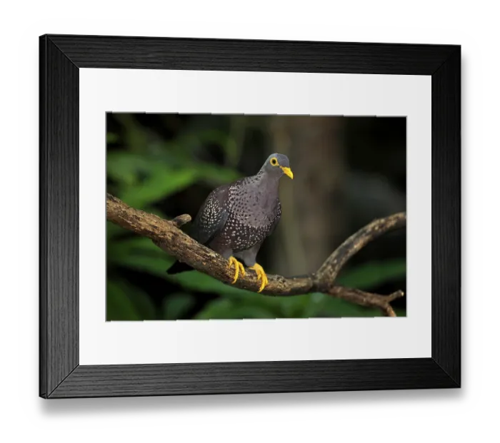 Framed Print : African olive pigeon or Rameron pigeon (Columba arquatrix)