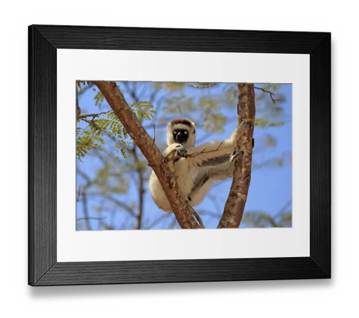 Framed Print : Verreaux's Sifaka (Propithecus verreauxi)