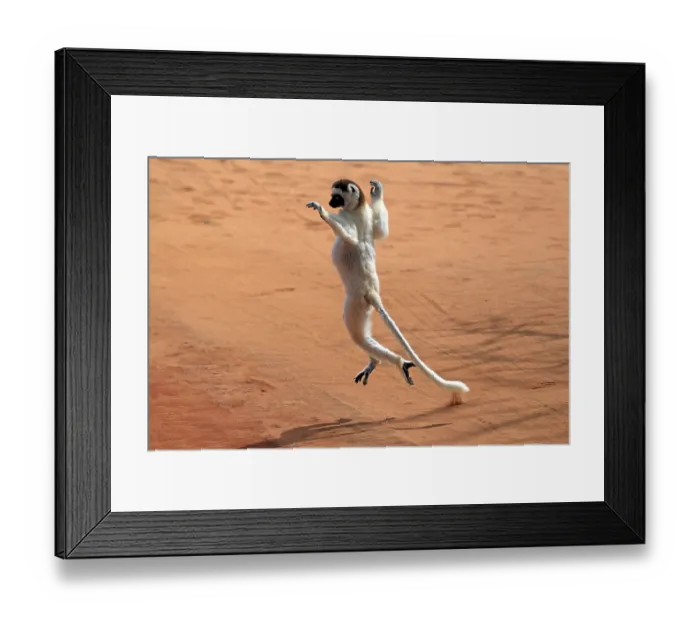 Framed Print : Verreaux's Sifaka (Propithecus verreauxi) Framed Print : Verreaux's Sifaka (Propithecus verreauxi)