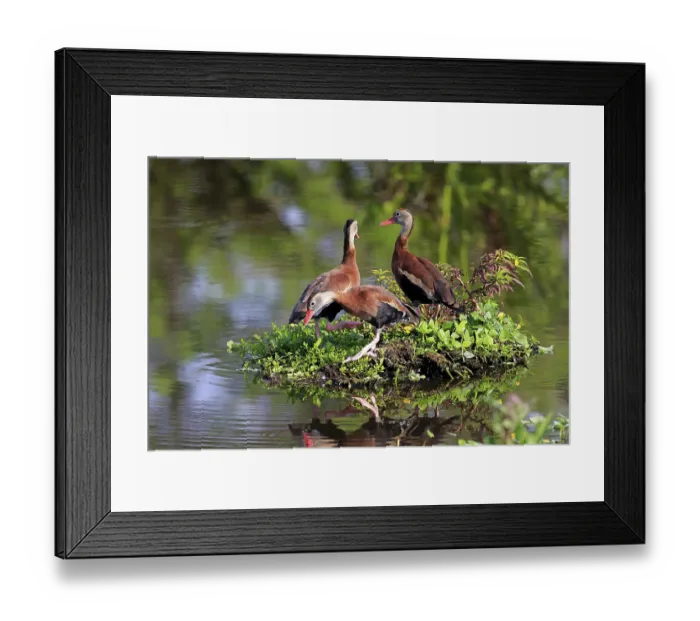 Framed Print : Three Black-bellied Whistling Ducks (Dendrocygna autumnalis) Framed Print : Three Black-bellied Whistling Ducks (Dendrocygna autumnalis)