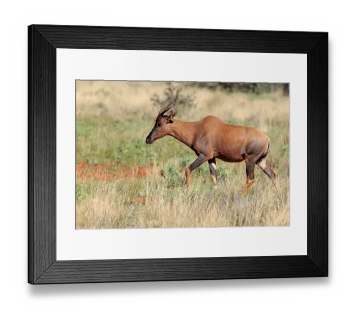 Framed Print : Common Tsessebe or Sassaby (Damaliscus lunatus) Framed Print : Common Tsessebe or Sassaby (Damaliscus lunatus)