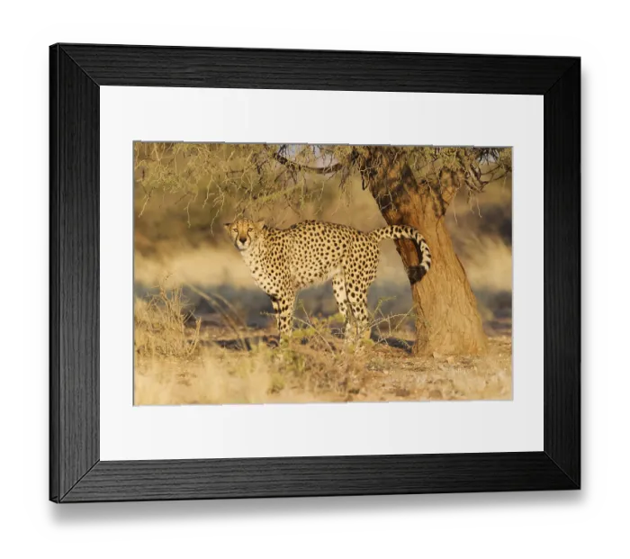 Framed Print : Cheetah (Acinonyx jubatus), male urinates at the trunk of an acacia tree in order to mark his territory