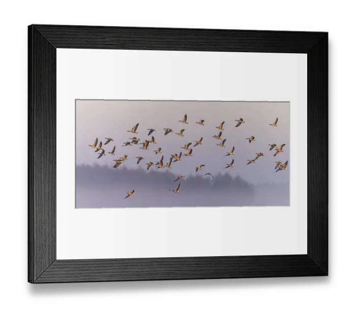 Framed Print : Greylag Goose (Anser anser) Departure in fog Framed Print : Greylag Goose (Anser anser) Departure in fog
