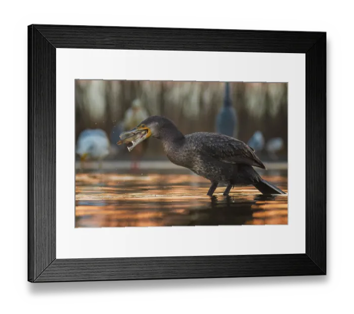 Framed Print : Great cormorant (Phalacrocorax carbo) with catfish as prey