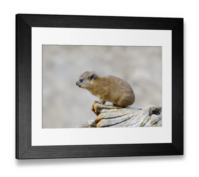 Framed Print : Rock Hyrax or Cape Hyrax (Procavia capensis)
