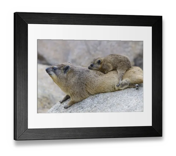 Framed Print : Rock Hyrax or Cape Hyrax (Procavia capensis) Framed Print : Rock Hyrax or Cape Hyrax (Procavia capensis)
