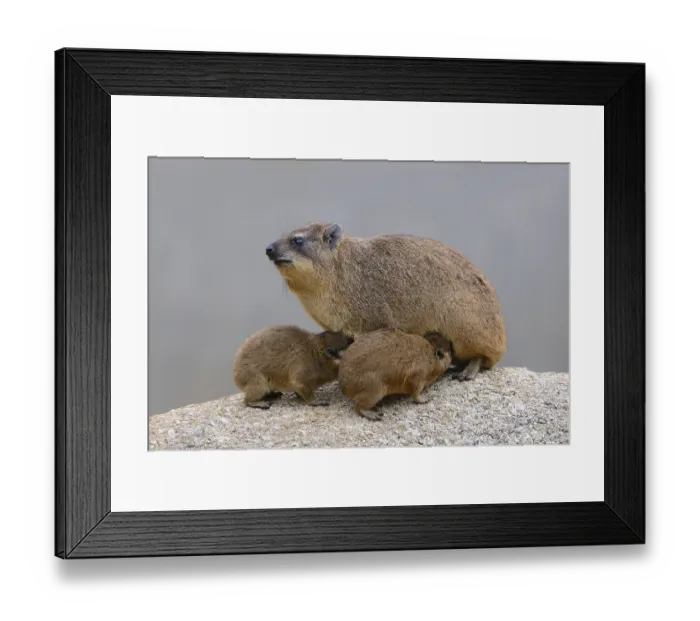 Framed Print : Rock Hyrax or Cape Hyrax (Procavia capensis)