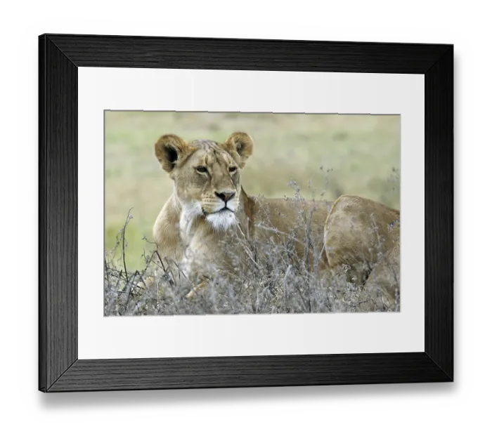 Framed Print : Lioness (Panthera leo) resting on the savanna