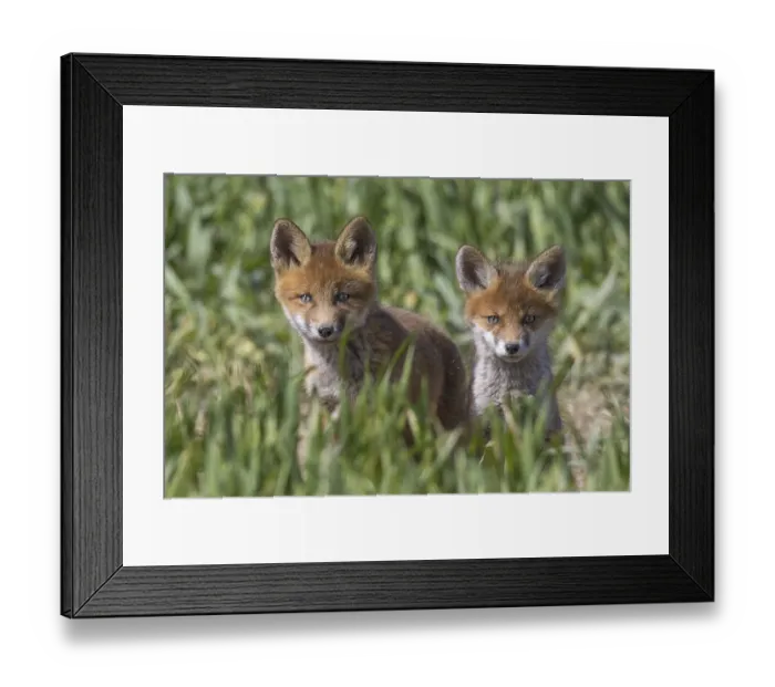 Framed Print : Young red foxes (Vulpes vulpes) two kits emerging from burrow entrance in grassland Framed Print : Young red foxes (Vulpes vulpes) two kits emerging from burrow entrance in grassland