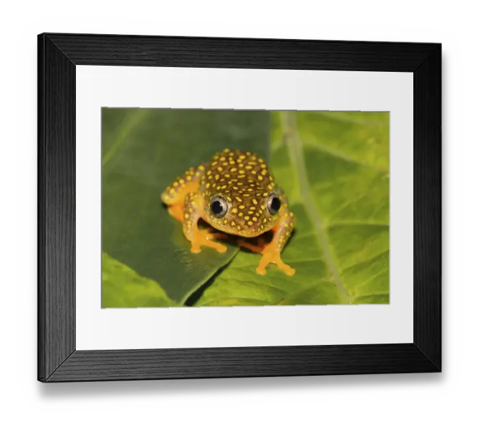 Framed Print : Whitebelly reed frog (Heterixalus Alboguttatus) sitting on leaf in rainforest