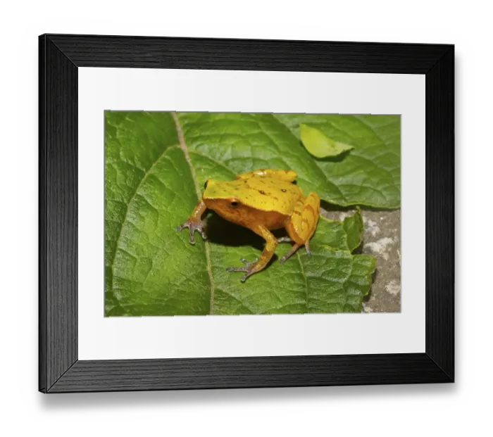 Framed Print : Frog (Plethodonthyla spp). sitting on leaf
