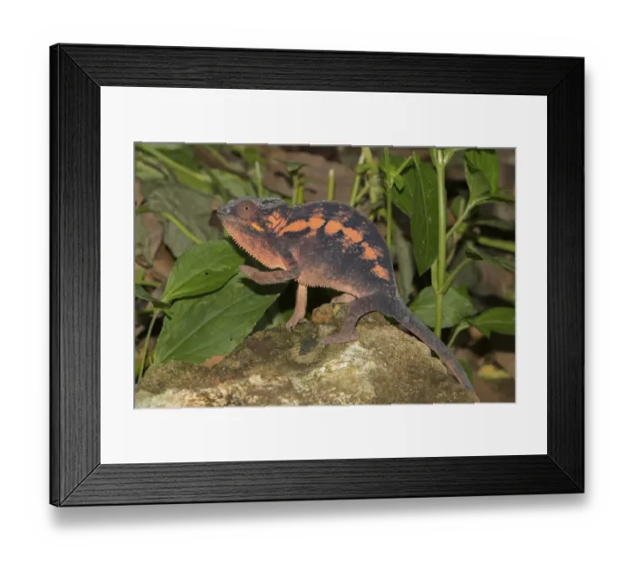 Framed Print : Panther chameleon (Furcifer pardalis)