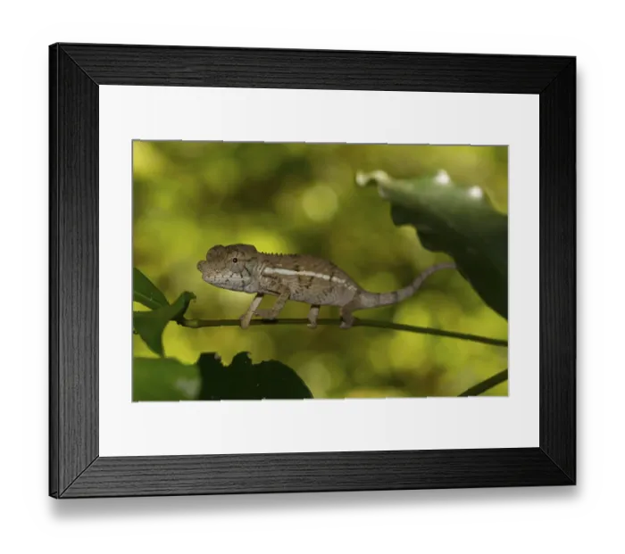 Framed Print : Rhinoceros chameleon (Furcifer rhinoceratus)