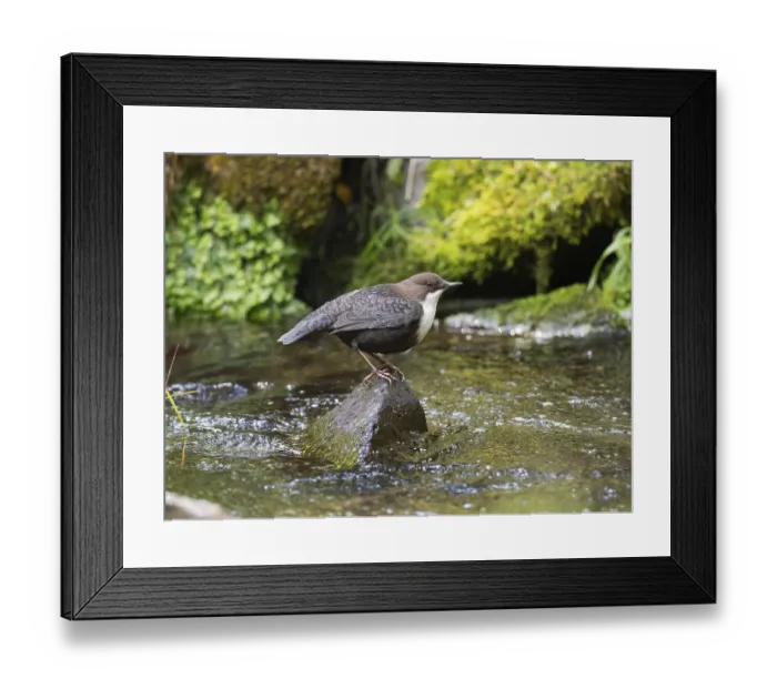 Framed Print : Common Dipper (Cinclus cinclus)