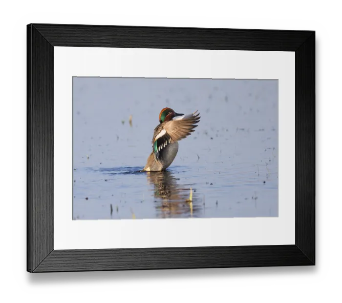 Framed Print : Eurasian Teal (Anas crecca), a male duck flapping its wings Framed Print : Eurasian Teal (Anas crecca), a male duck flapping its wings