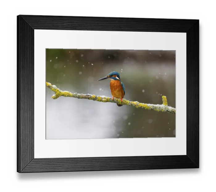 Framed Print : Kingfisher (Alcedo attis), adult male