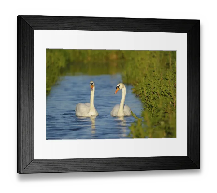 Framed Print : Mute swans (Cygnus olor), pair on ditch Framed Print : Mute swans (Cygnus olor), pair on ditch
