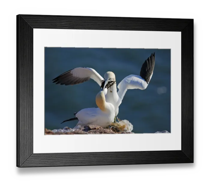 Framed Print : Northern gannet (Morus bassanus) Pair building a nest Framed Print : Northern gannet (Morus bassanus) Pair building a nest