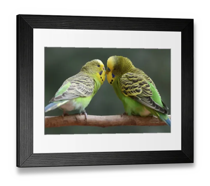 Framed Print : Budgie (Melopsittacus undulatus) Framed Print : Budgie (Melopsittacus undulatus)