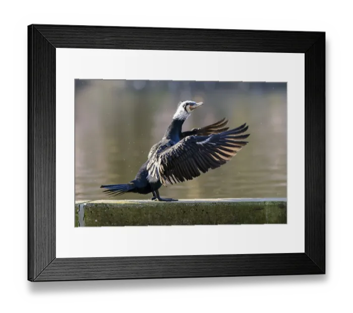 Framed Print : Great cormorant (Phalacrocorax carbo) Framed Print : Great cormorant (Phalacrocorax carbo)
