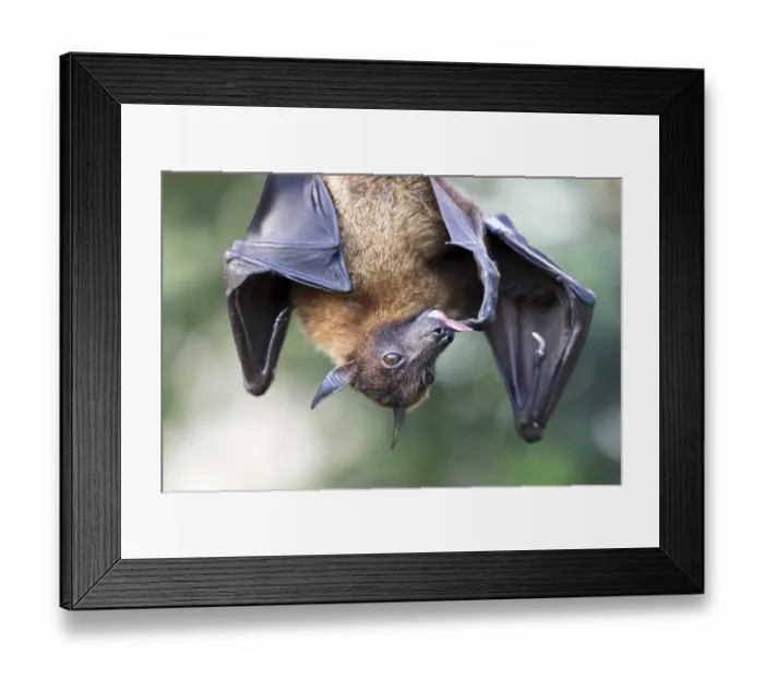 Framed Print : Indian Flying Fox (Pteropus giganteus), captive