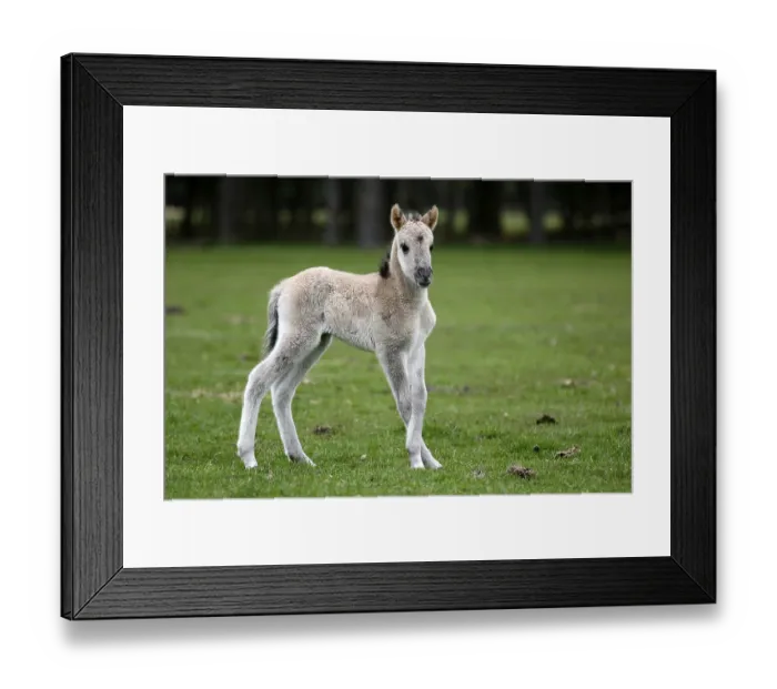 Framed Print : Wild Horse Duelmen, Foal, Duelmen Framed Print : Wild Horse Duelmen, Foal, Duelmen