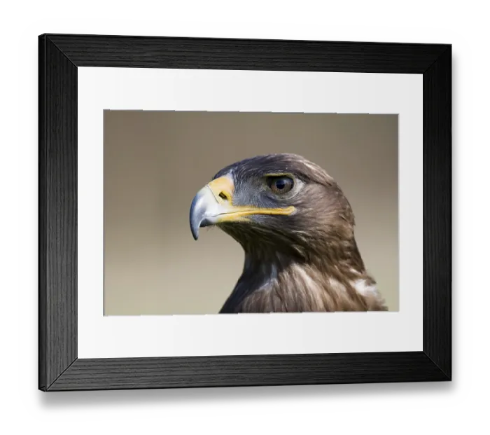 Framed Print : Steppe Eagle (Aquila nipalensis)