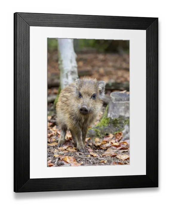 Framed Print : Wild boar (Sus scrofa), shoat, Wildpark Daun game park